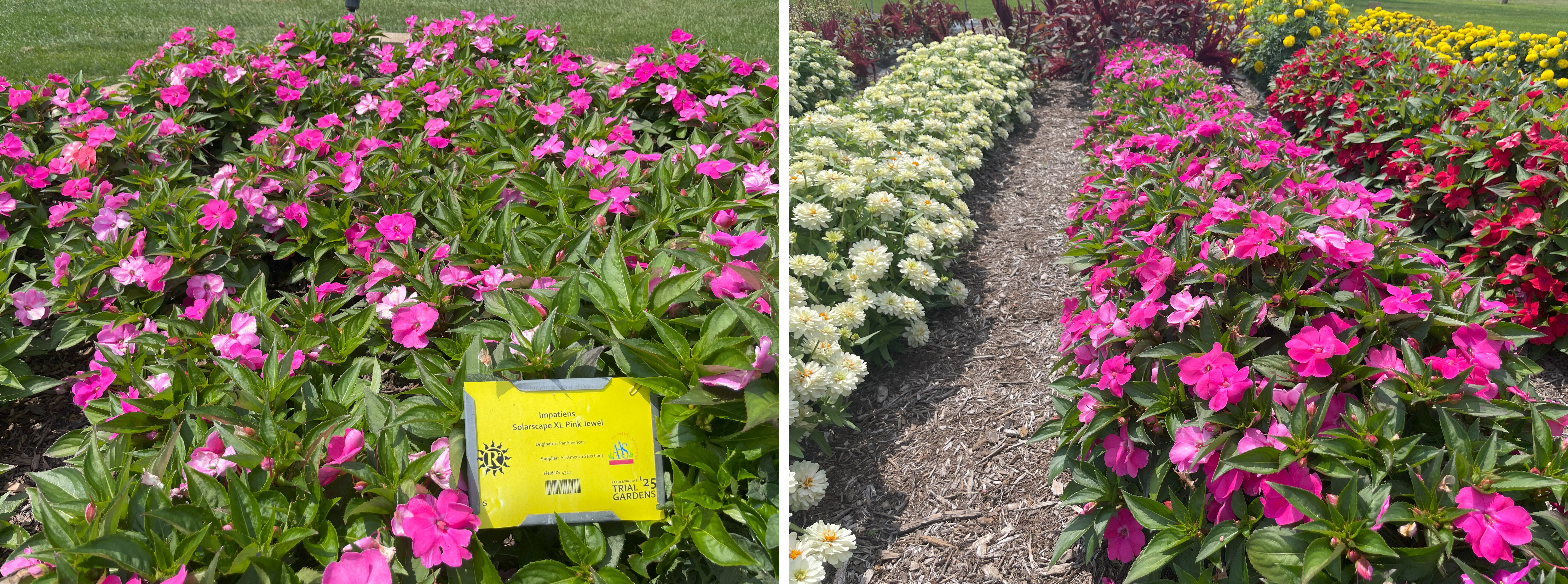 Trial garden beds with rows of flowering annuals, including bright pink impatiens labeled ‘Solarscape XL Pink Jewel,’ planted alongside creamy white zinnias, deep red impatiens, and golden-yellow marigolds.